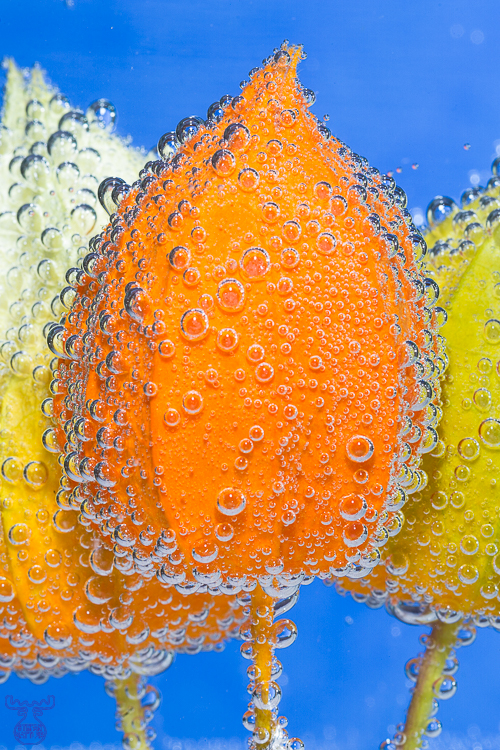 Bladder cherry bubbles