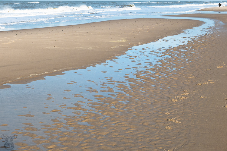 9918 - Beach, Dog, Man - -