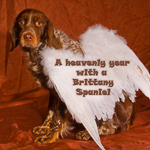 A Heavenly Year with a Brittany Spaniel