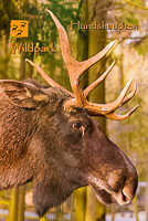 Wildpark Hundshaupten - Kalender 2014