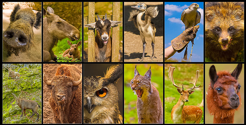 Wildpark Hundshaupten - Kalender Overview