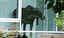 Moose_Trapped_Siemens_Dresden