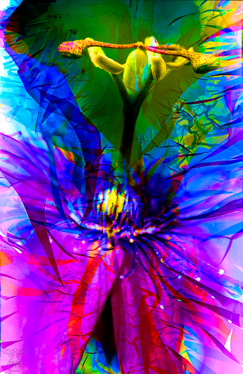 122 - Passiflora exsolva - -