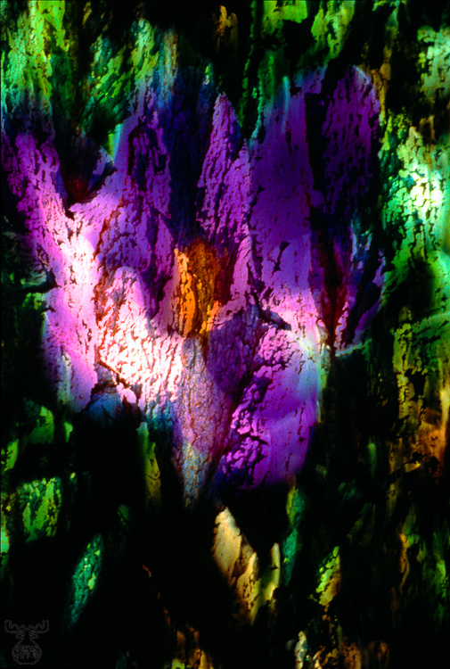 130 - Tree Crocus - -