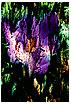  130 - Tree Crocus - - 