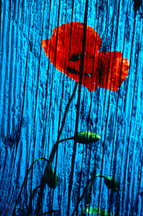 149 - Poppy on Wood - Mohn auf Holz