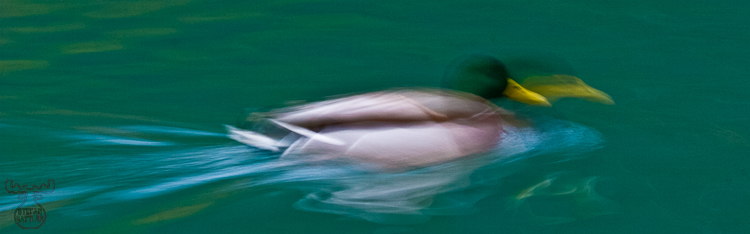 1594 - Speedy Duck - -