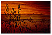  160 - Fire Pond - - 