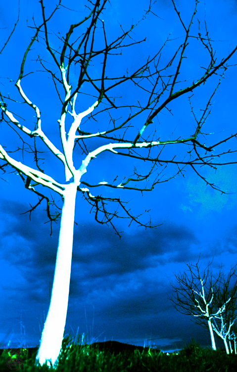 195 - White Trees - Weiße Bäume
