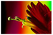  200 - Vriesea - - 