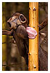  2209 - Comic-strip character - Comicfigura 