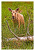  2218 - Youngster - - 