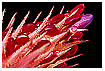  221 - - - Lanzenrosette 