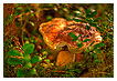  2313 - Bay Bolete - Maronenröhrling 