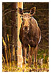  2394 - Whistler - - 