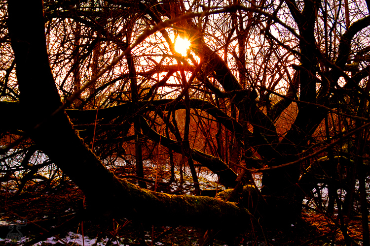 2577 - Burning tree - -