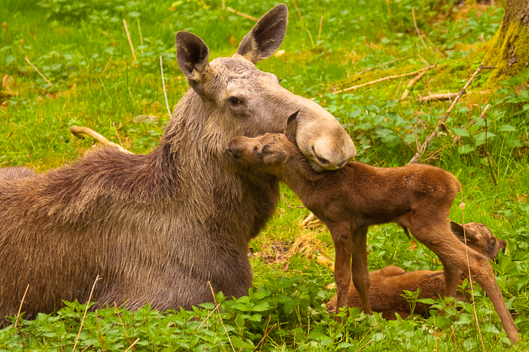 2626 - Cuddling Up - Kuscheln