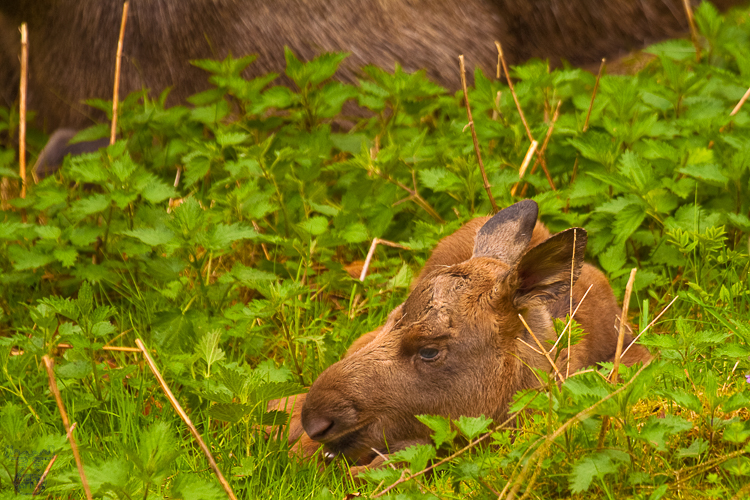 2637 - Newborn - Neugeboren