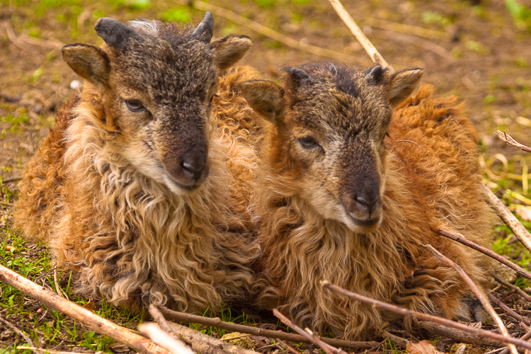 2645 - Sheepish Togetherness - -