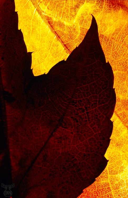 278 - Autumn Leaf III - Herbstlaub III