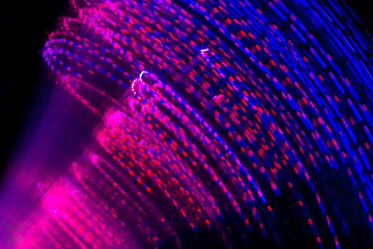 2790 - Color frond - Farbwedel