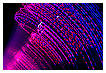  2790 - Color frond - Farbwedel 