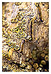  2828 - Barnacles - Seepocken 