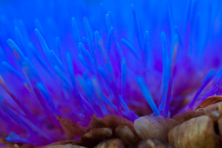 2846 - Artichoke - Artischocke