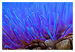  2846 - Artichoke - Artischocke 