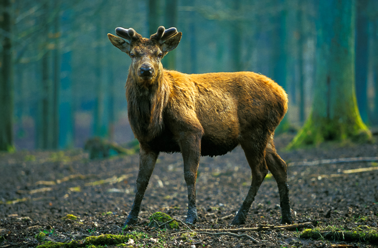 324 - Elk  II - Rothirsch II