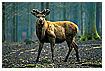  324 - Elk  II - Rothirsch II 