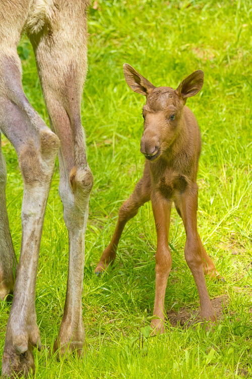 3269 - 7 hours old - 7 Stunden alt