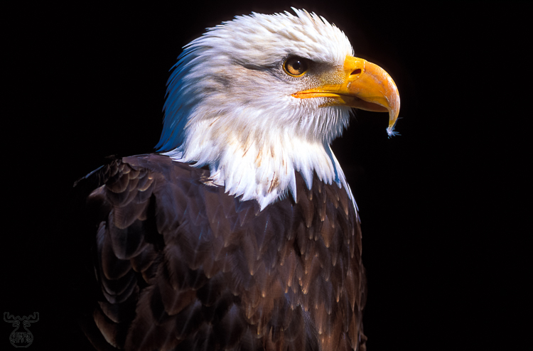 326 - Bald Eagle II - Weißkopf-Seeadler II