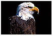  326 - Bald Eagle II - Weißkopf-Seeadler II 