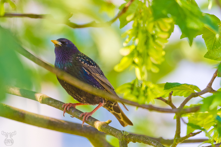 3273 - Comeback starling - -