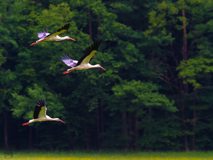 3283 - Threesome Flight - Dreiergruppe