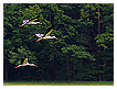  3283 - Threesome Flight - Dreiergruppe 