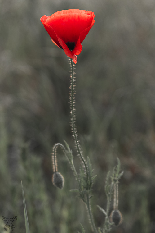 3287 - Redhead Poppy - -