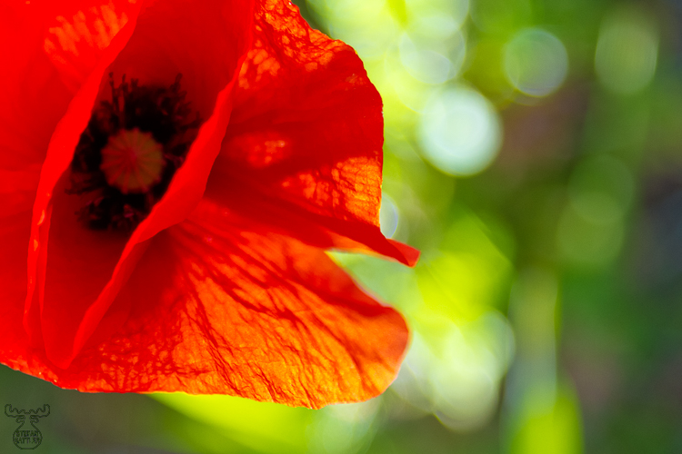 3291 - Truncated Poppy - Mohneck