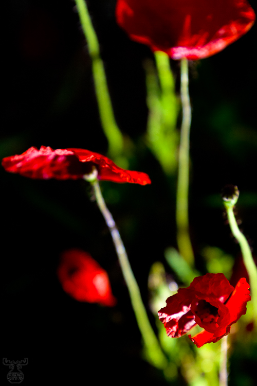 3293 - Unreal Poppy - -