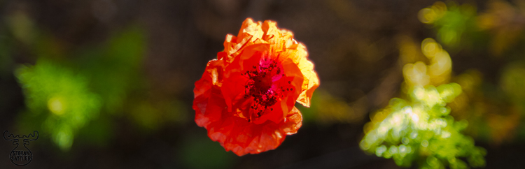 3294 - Cross Poppy - -