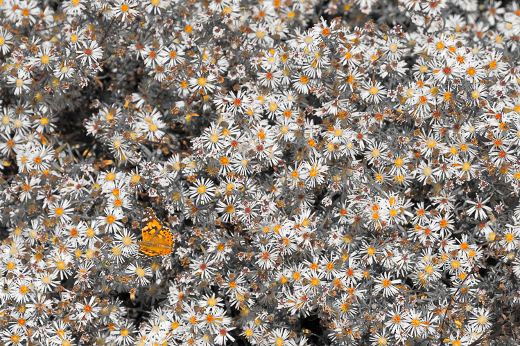 3751 - Bed of flowers - -