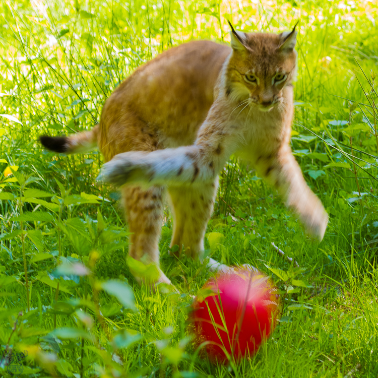 3815 - Kittenish - Spielerisch