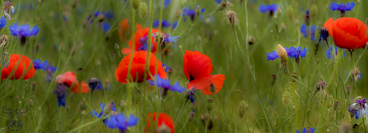 3837 - Red and Blue - -