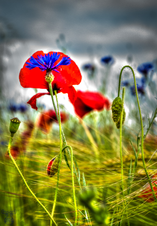 3842 - Red & Blue - -