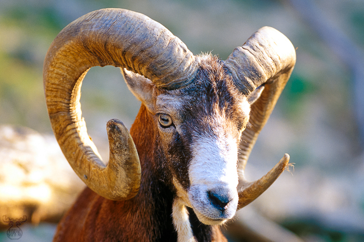 402 - Mouflon Sheep Portrait - -