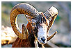  402 - Mouflon Sheep Portrait - - 