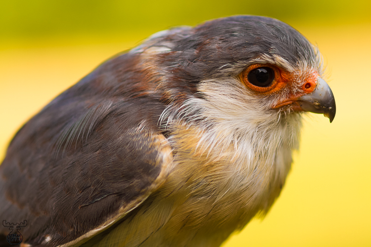 4096 - Pygmy Falcon - -
