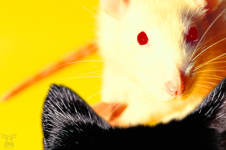 419 - Cat and rat - Katz und Ratz