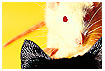  419 - Cat and rat - Katz und Ratz 